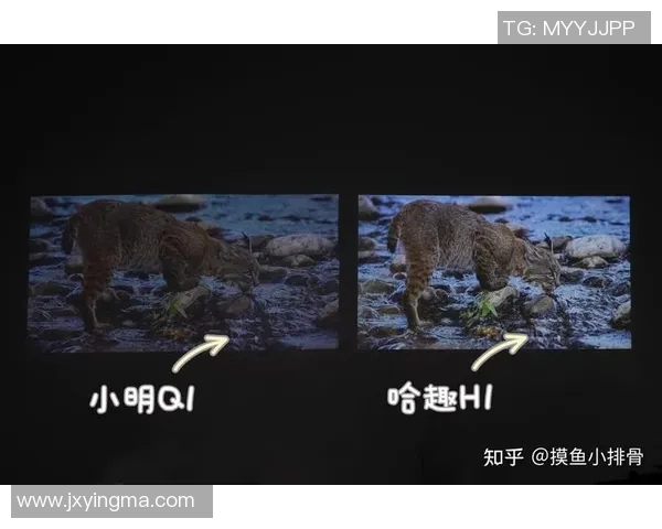 如何鉴定vs1441的真伪与质量标准详细指南